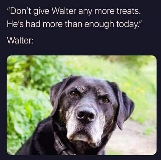 walter dog.jpg