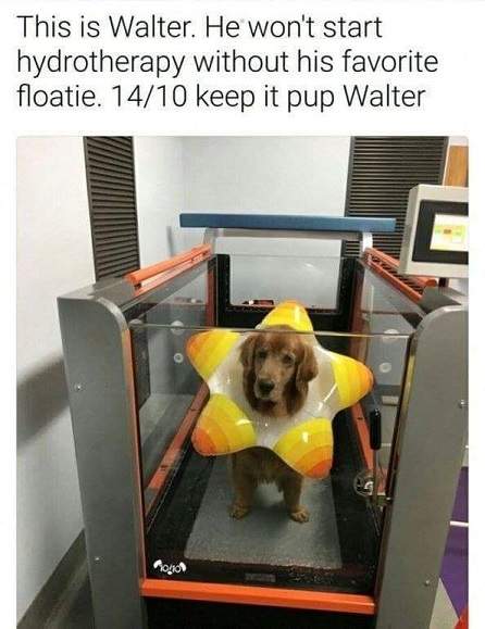Walter pup floatie.jpg