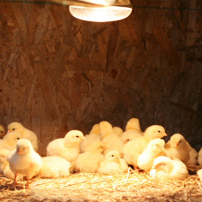 warm%20chicks%20blog.jpg