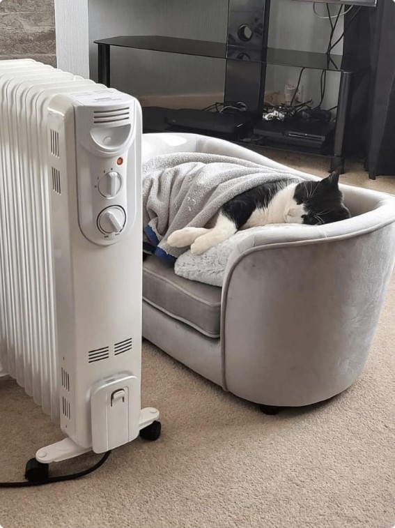 warm cat.jpg