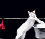 wash-day_cats.gif
