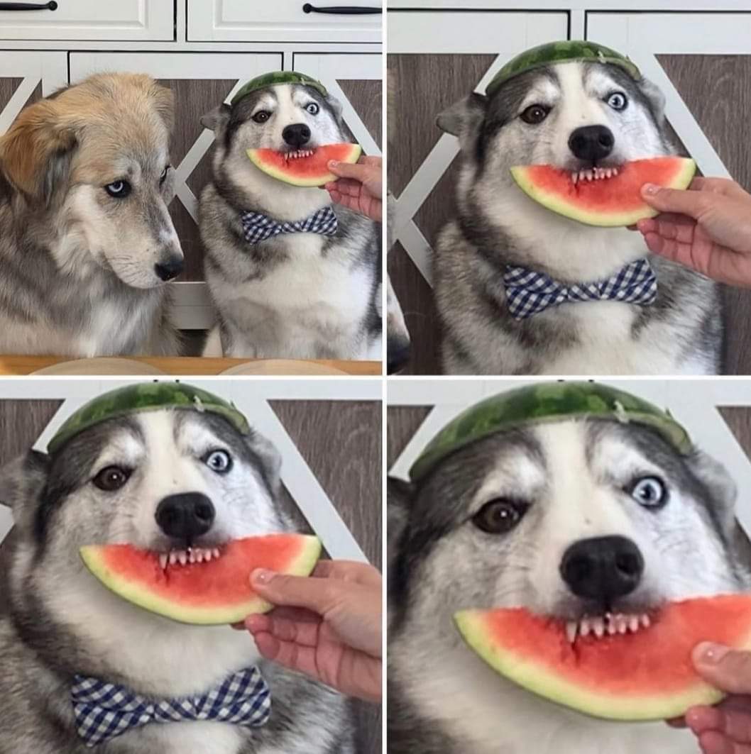 watermelon dog.jpg