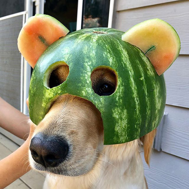 watermelon-helmets2.jpg