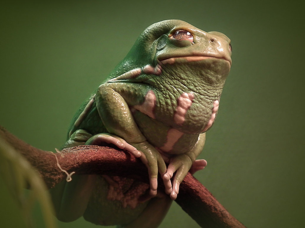 waxy_monkey_frog_by_ktalbot-d70213k.jpg