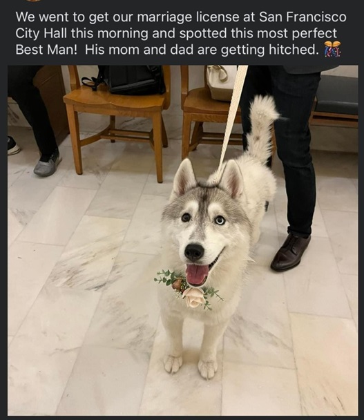 wdding dog.jpg