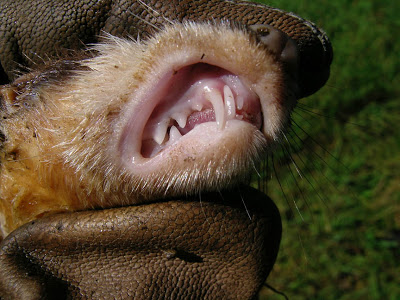 +weasel+teeth+2463.jpg
