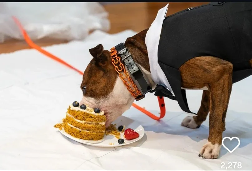 wedding dog.webp