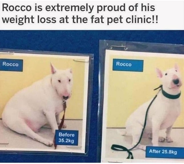 weight dog.jpg
