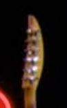 Weird Guitar 2 (Headstock Shape).jpg