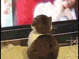weirdcat.gif