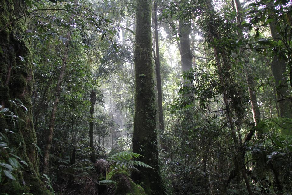 werrikimbe_rainforest.jpg