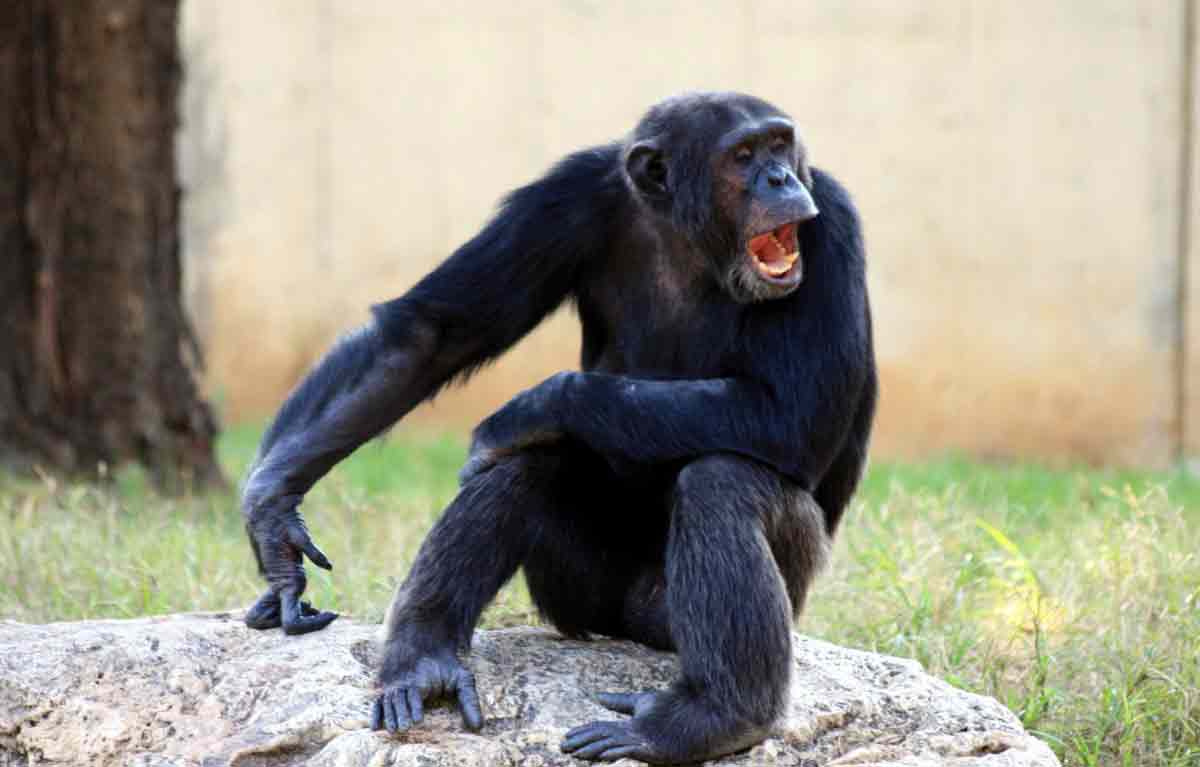Western-chimpanzee.jpg