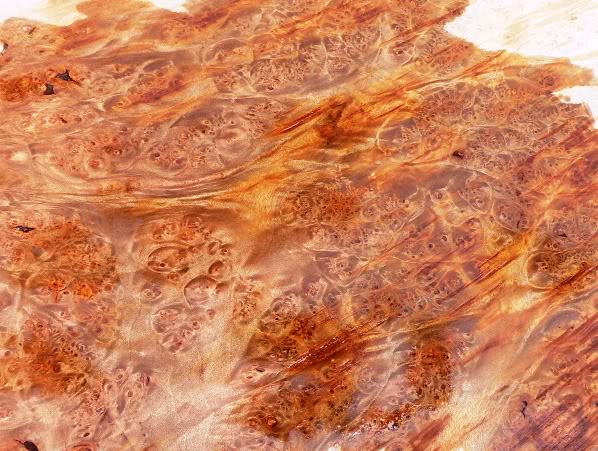 WesternMapleBurl_1.jpg