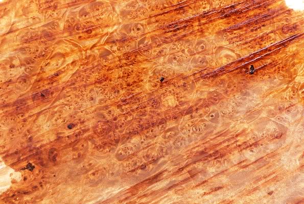 WesternMapleBurl_2.jpg
