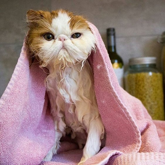wet cat.jpg