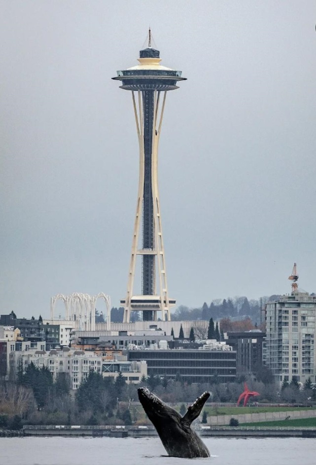 whale needle.jpg