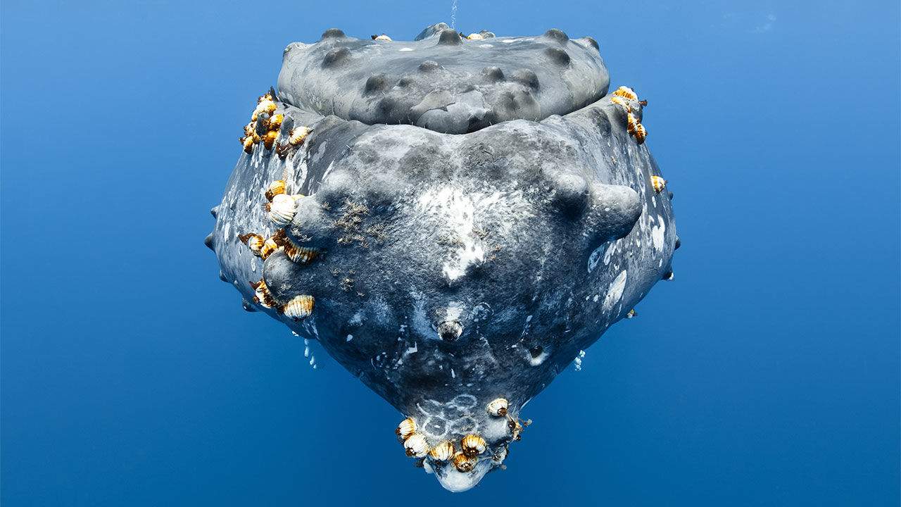 whale_ Humpback.jpg