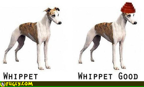 whippet_whippet_good.jpg