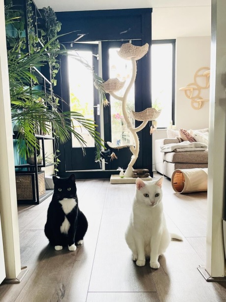 white blk cat.jpg