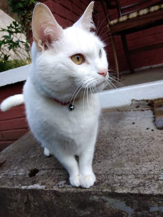 white cat 2.jpg