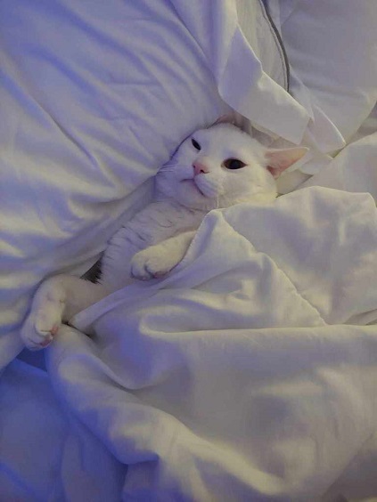 white cat bed.jpg