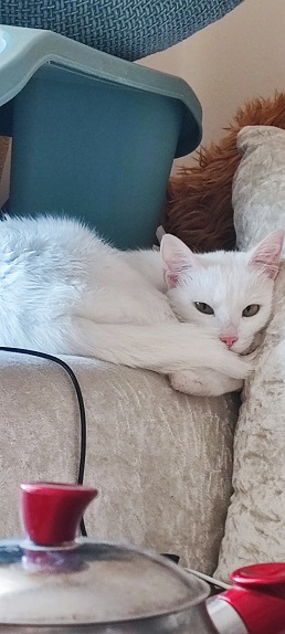 white cat blanket 2.jpg