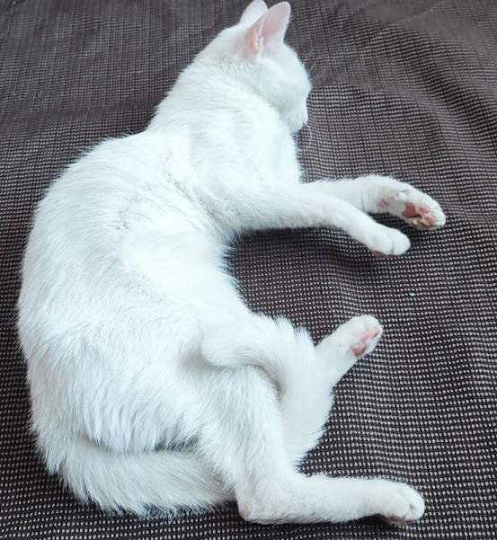 white cat blanket.jpg