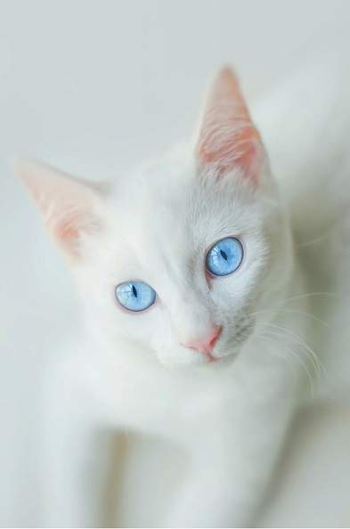 white cat blue.jpg