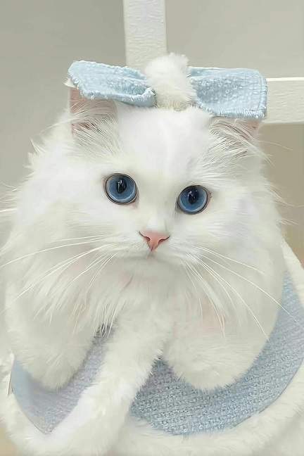 white cat eyes.jpg