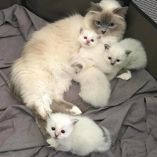 white cat fam.jpg