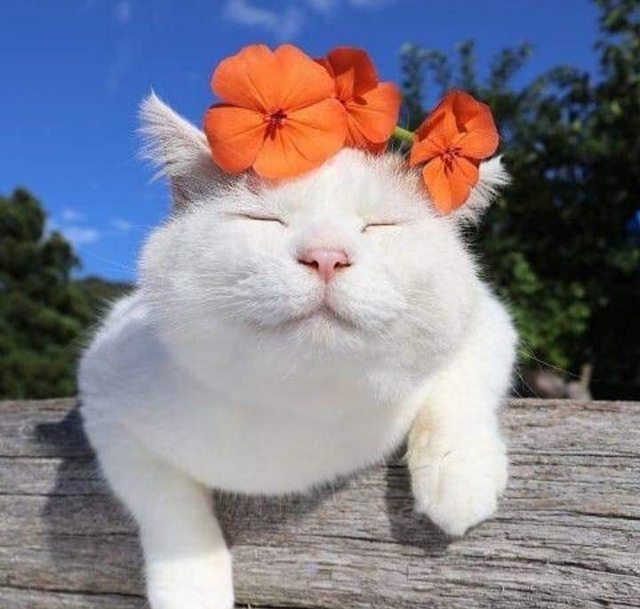 white cat flowers.jpg