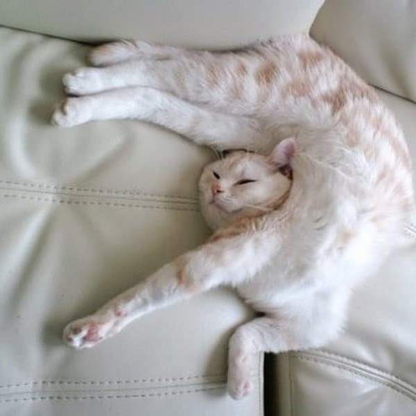 white cat.jpg
