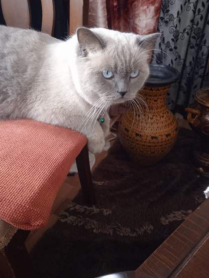 white cat.jpg