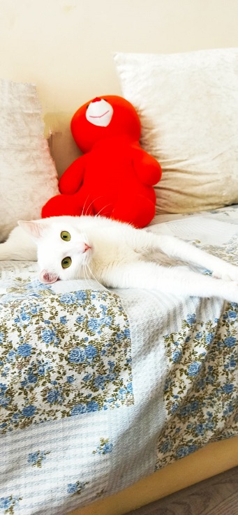 white cat.jpg