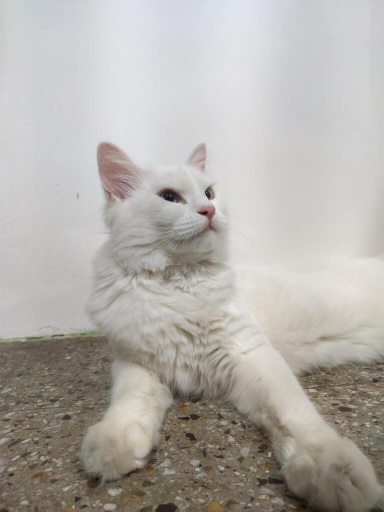 white cat.jpg