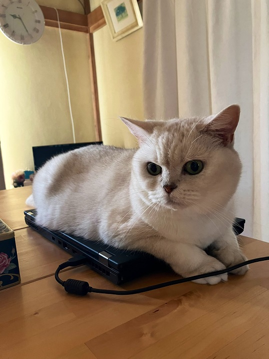 white cat laptop.jpg