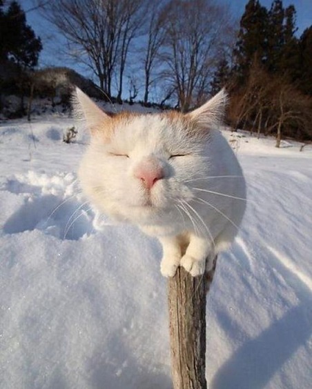 white cat smooch.jpg