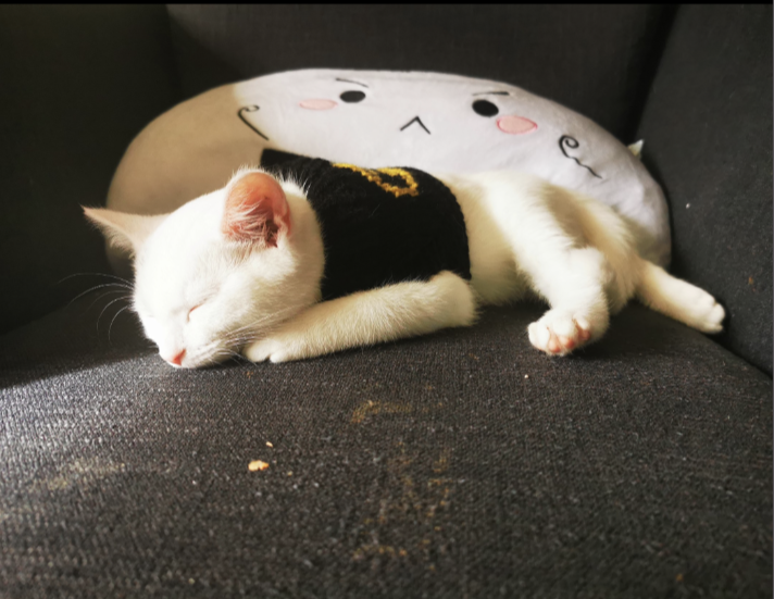 white cat sweater.png