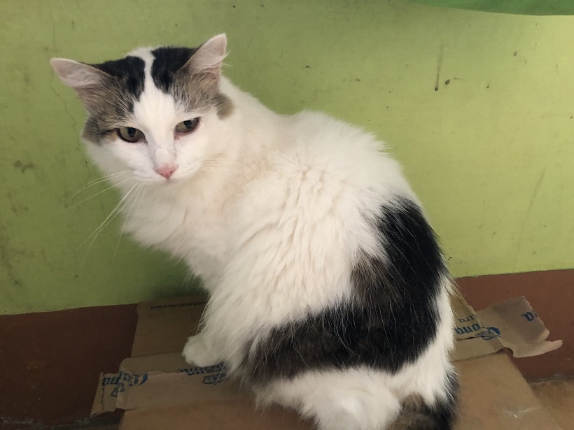 white grey cat.jpg
