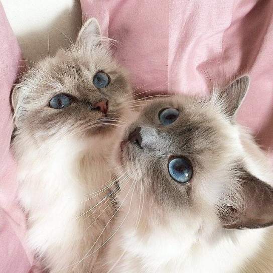 white grey kittens.jpg