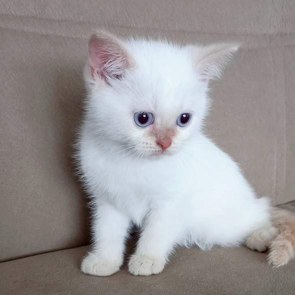 white kitten.jpg