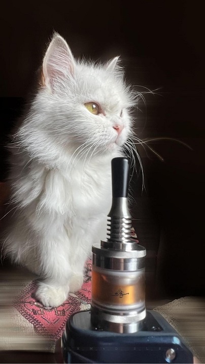white kitten.jpg