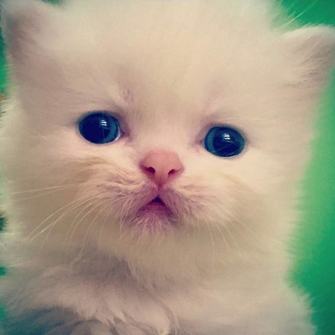 white kitten.jpg