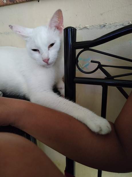 white pointy cat.jpg