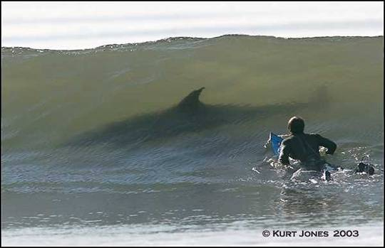 White Shark.png
