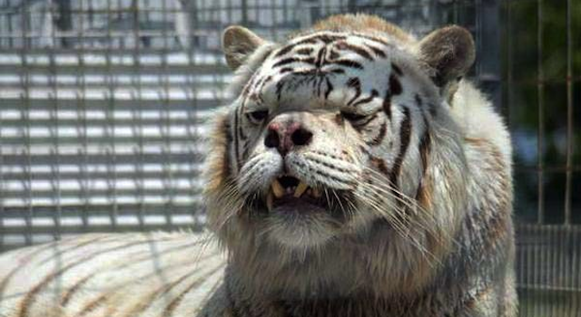 White-Tiger-Downs-Syndrome.png
