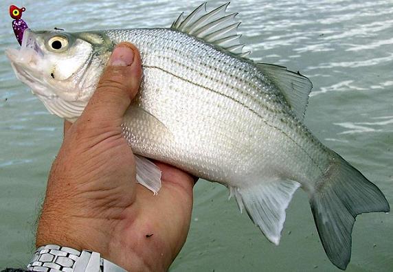whitebass.jpg