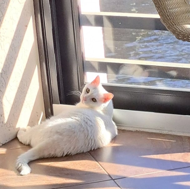 wht cat flr.jpg