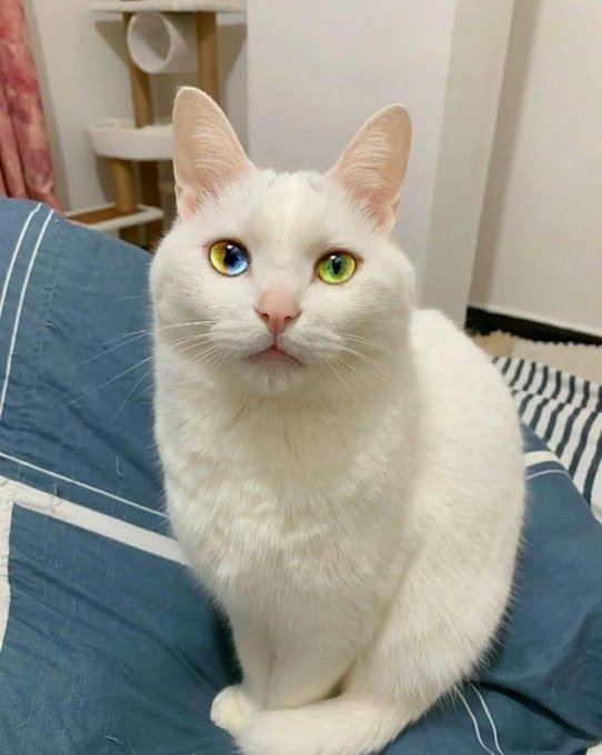 wht cat.jpg