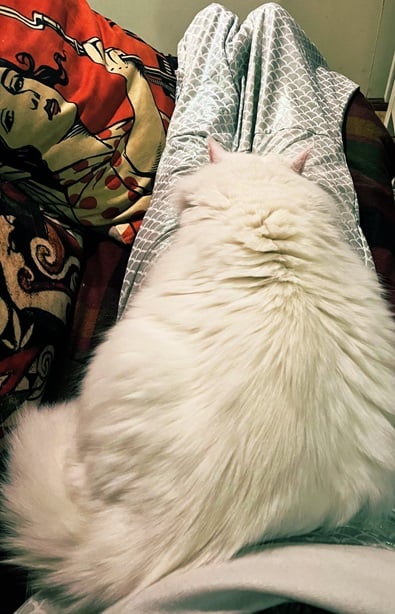 wht cat snuggle.jpg